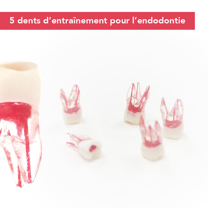 Dents endodontie d’entraînement - Lot de 5 - ootopfti.com