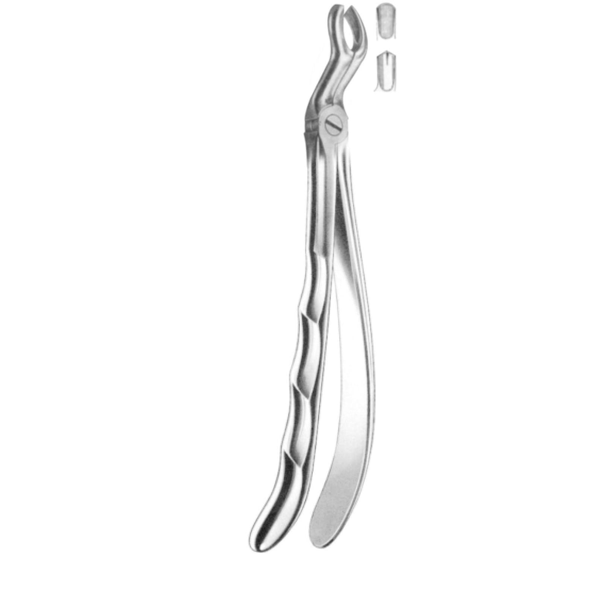 Davier troisième molaire supérieure droite - ootopfti.com
