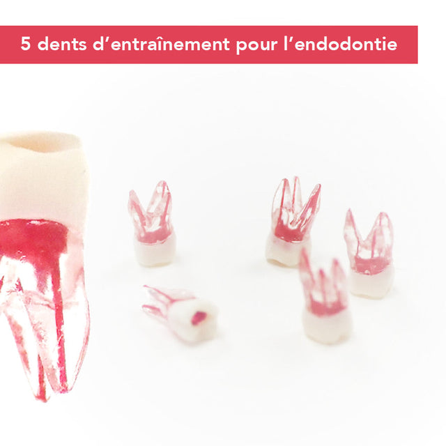 Dents endodontie d’entraînement - Lot de 5 - ootopfti.com