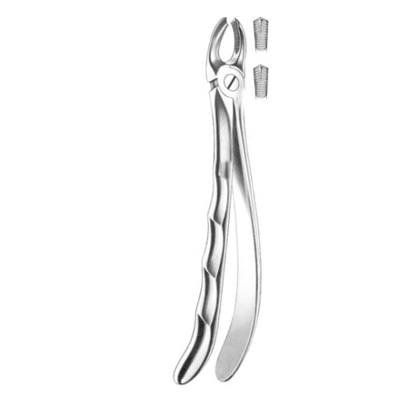Davier molaires supérieures - ootopfti.com