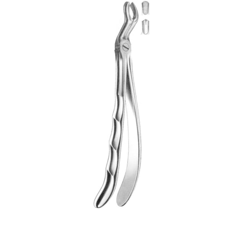 Davier troisième molaire supérieure droite - ootopfti.com